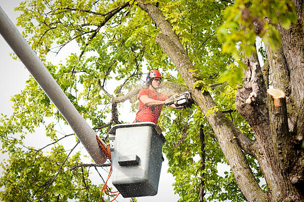 Best Stump Grinding Near Me  in Chesapeake, OH